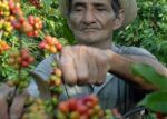 Cumple Fomento su plan de recolección de café