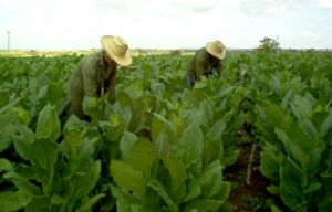 Vegueros espirituanos adelantan la siembra de tabaco 