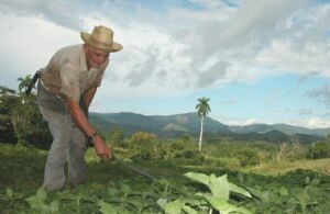 La agroecología se afianza en las montañas de Trinidad 