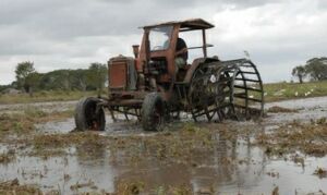 Reconocen impacto económico de nuevas variedades cubanas de arroz