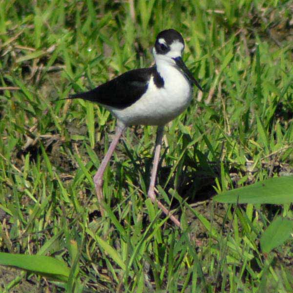 Cachiporra, especie de ave, cuyo nombre científico es Himantopos