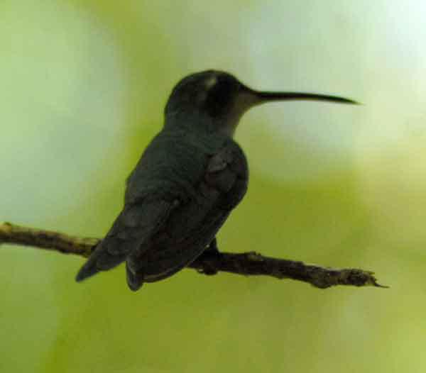 El zunzún, también conocido como picaflor o colibrí, es muy común en toda Cuba, generalmente usan muy poco las patas pues se encuentran casi todo el tiempo volando. 