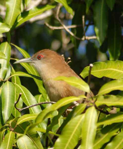 Arriero o Tacó (Coccyzus merlini). Ave vistosa y bastante grande, que los aborígenes también denominaban Guacaica