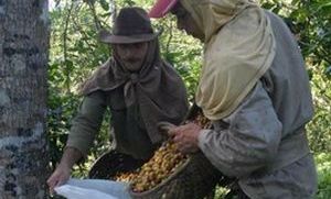 La provincia superó el estimado de recolección de la campaña.