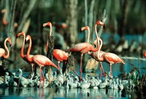 En el Parque Nacional Caguanes se llevan a cabo un grupo de proyectos encaminados a tener un inventario actualizado de la flora y la fauna