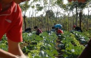 Las especialidades agropecuarias figuran entre las priorizadas en las últimas graduaciones de la Enseñanza Técnica y Profesional.