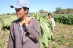 Menos el corte, estas mujeres asumen las demás labores del tabaco.