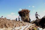 Los campos sembrados antes del 31 de marzo pueden cortarse en la zafra del 2013.