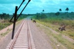 El ganado suelto en las vías resulta un freno para el desarrollo ferroviario. (Foto Juvenal Balán).
