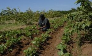 Más del 80 por ciento de la producción de viandas descansa en el campesinado.