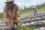 Los obreros de los organopónicos espirituanos laboran en el restablecimiento de las plantaciones. FOTO/Oscar Alfonso