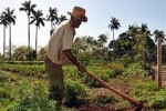 Los campesinos espirituanos atesoran positivos saldos productivos.