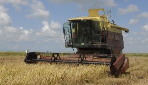 Este domingo se reanudó la cosecha de arroz en el Sur del Jíbaro.