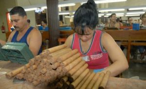 Entre los productos espirituanos de mayor peso para la economía del territorio aparece el tabaco.