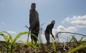 Muchas de las tierras entregadas en usufructo se destinan a la producción de cultivos varios. 