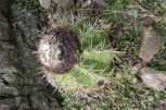 En cuatro sitios del territorio espirituano se pueden encontrar colonias de Melocactus guitarte.