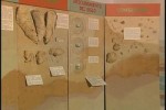 Muestra de fósiles encontrados en el domo Zaza.