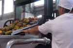 Hasta agosto se extenderá el procesamiento del mango.