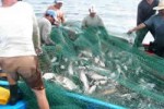 Tanto los pescadores privados como estatales deben contribuir a poner fin a la depredación.  