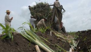 La preparación de tierra determina en la calidad de la siembra.