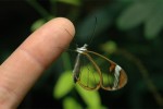 Mariposa de cristal.