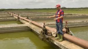 En las piscinas de la Estación ya se montó el banco de reproductores de tilapia y claria.