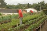 Las fértiles tierras de El Algarrobo permiten la producción de renglones como plátano, remolacha, habichuela, nabomango, piña y coco, entre otros. 