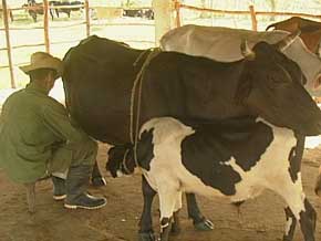 Los anapistas espirituanos incrementan la produccióin lechera.