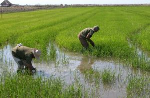 La mitad de la siembras corresponde a áreas campesinas.