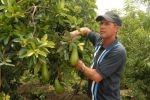 Javier Correa, productor de Regencia Nacional en la Agricultura Urbana.