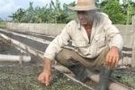 Este tipo de semillero multiplica la producción de posturas.