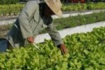 Sancti Spíritusse destaca por la estabilidad en las entregas de vegetales a los centros priorizados de educación y salud.