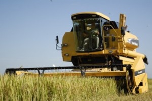 La Sierpe produce el 88 por ciento del cereal en la provincia.