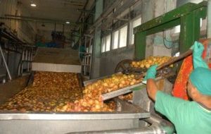 Más de 543 toneladas de guayaba se han procesado en lo que va de año. (foto: Vicente Brito)