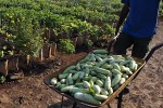 En aras de estimular las producciones agropecuarias y forestales, se estableció a este sector un régimen especial tributario.