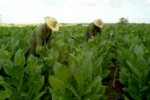 Sancti Spíritus es la segunda productora de tabaco en Cuba