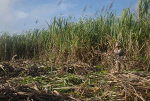 La producción de azúcar crecerá en la próxima zafra espirituana.