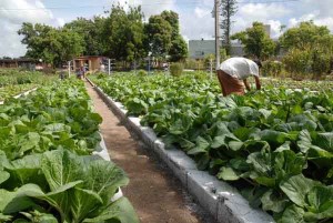 A la agricultura urbana de Sancti Spíritus se le reconoce el adecuado manejo ecológico de plagas.