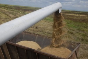 La Empresa Agroindustrial de Granos Sur del Jíbaro es la segunda que más arroz produce en Cuba.