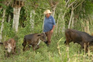 La nueva ley tributaria beneficia al sector agropecuario para estimular la producción de alimentos.