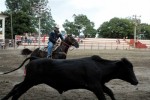 El programa concibe rodeo infantil, por las mañanas, así como para adultos en horarios de la tarde y la noche.