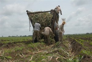 El programa de acercamiento de las plantaciones a las industrias azucareras trae consigo ventajas económicas y mayores posibilidades para la atención y la cosecha de la caña.