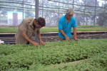 La ACTAF aboga por  aumentar los rendimientos agrícolas y el cumplimiento de las normas técnicas de cada cultivo.