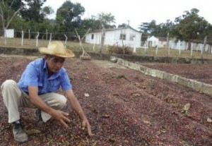 La cooperativa se dedica fundamentalmente al cultivo del café.