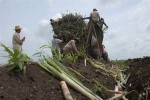 Casi la tercera parte del plan anual se sembró en áreas que a inicios del 2011 se reportaban vacías.