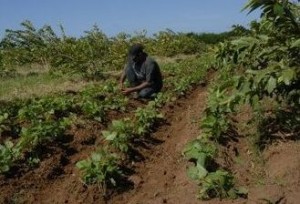 Más de la mitad del terreno solicitado es para cultivos varios y ganadería.