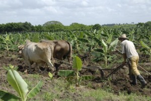 El sector cooperativo aporta la mayor parte de la producción agrícola del territorio.