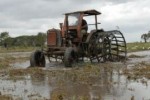 Unas 15 500 hectáreas fueron plantadas en La Sierpe.