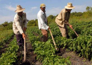 Los procedimientos se aplican experimentalmente en entidades campesinas del municipio de Taguasco.