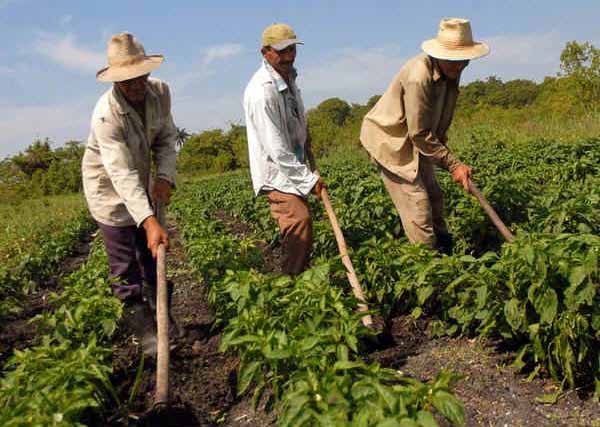 17 de mayo: Día del Campesino cubano